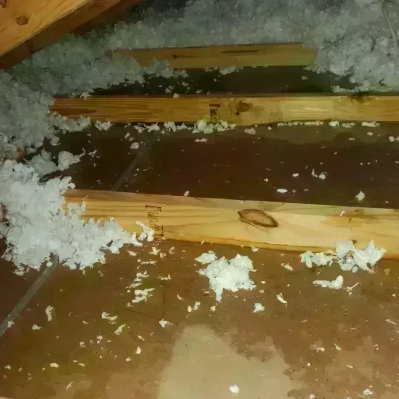 Attic Water Damage in Laguna Heights, TX