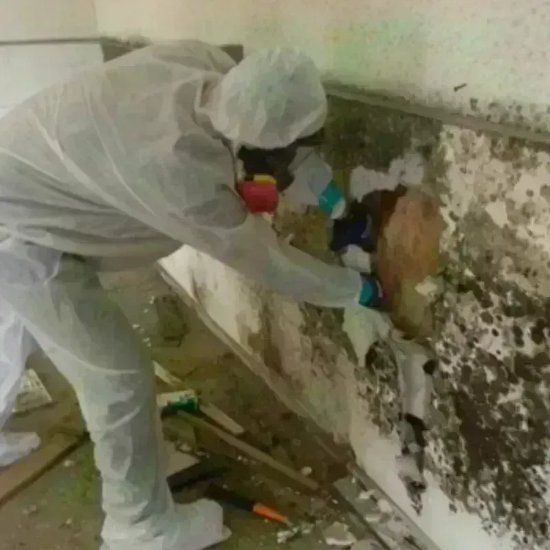 Mold Remediation and Removal in Laguna Heights, TX